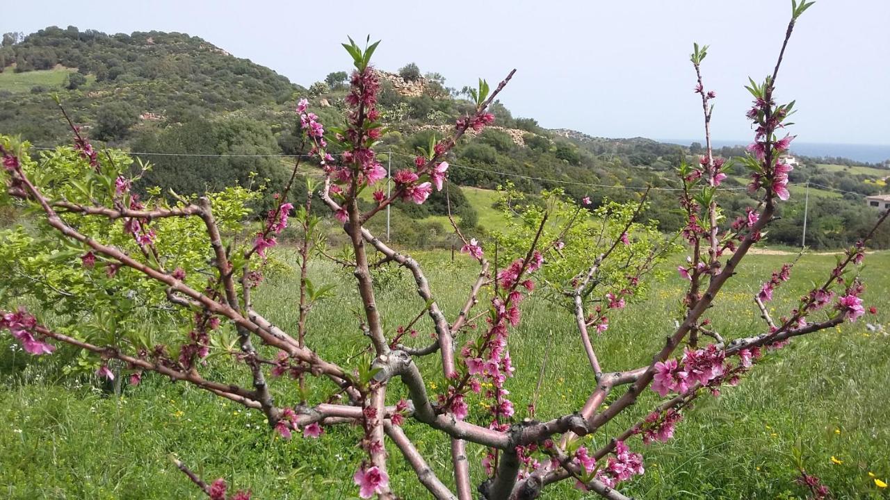 La Casetta Rosa Tertenìa Extérieur photo